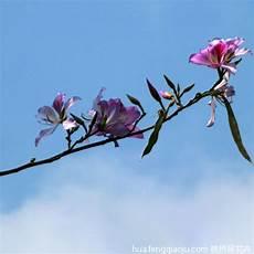 紫荆花翻译